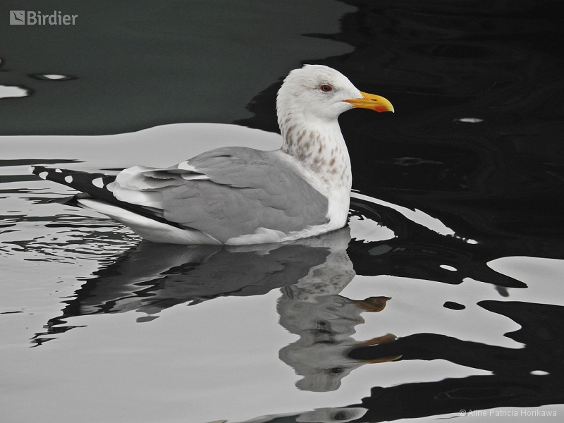 European Herring Gull