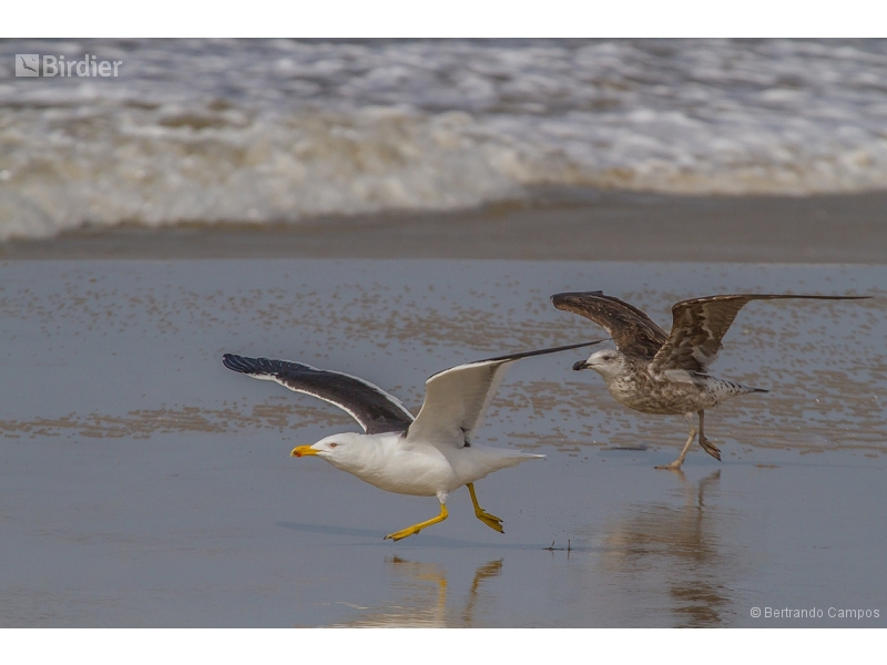 Kelp Gull