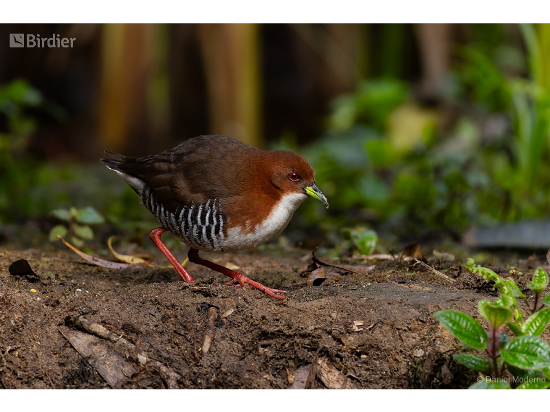 Red-and-white Crake