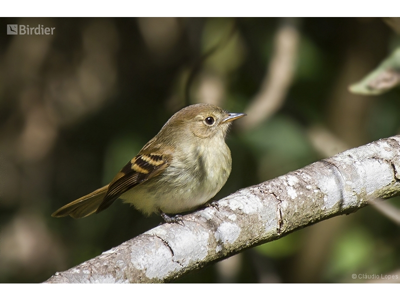 Euler's Flycatcher