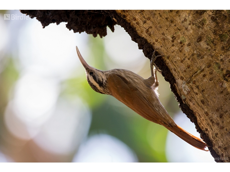 Narrow-billed Woodcreeper