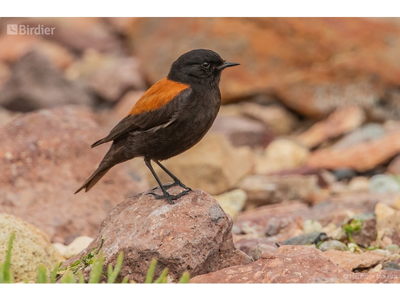 Austral Negrito