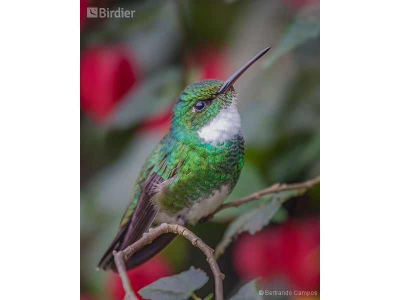 White-throated Hummingbird