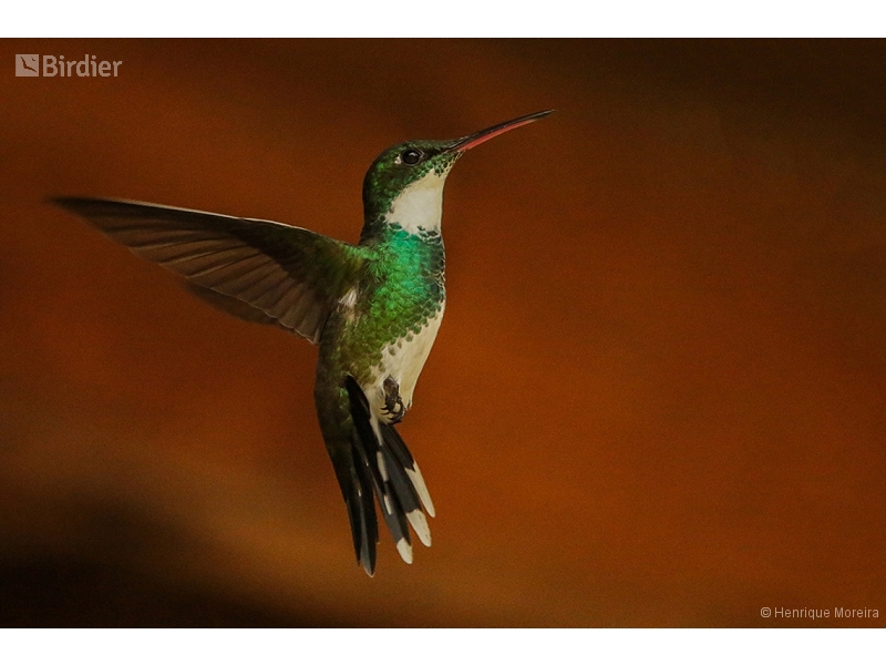 White-throated Hummingbird