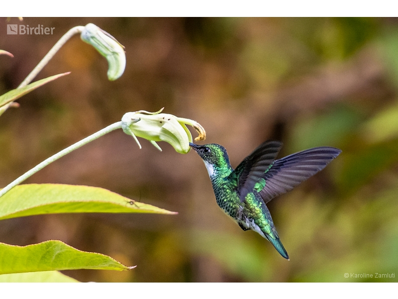 White-throated Hummingbird