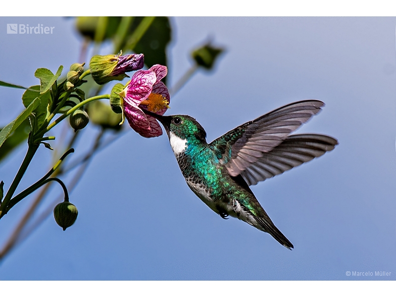 White-throated Hummingbird