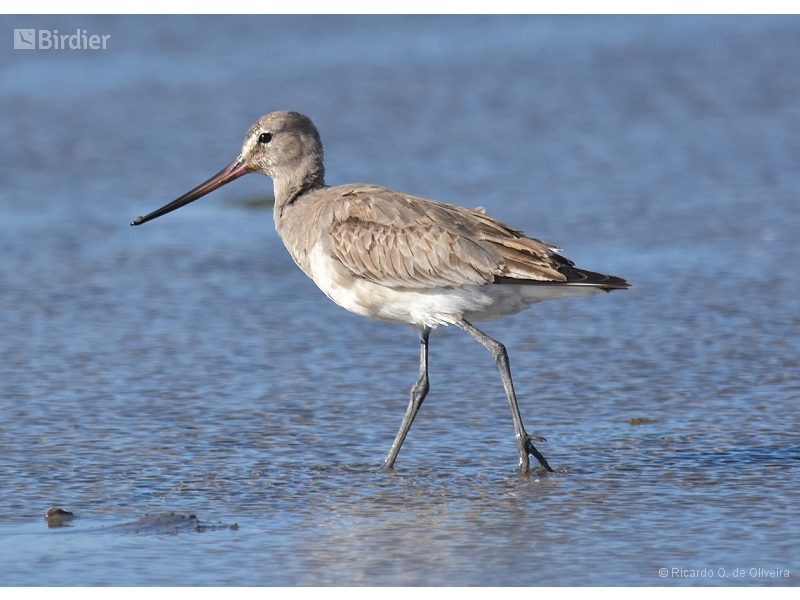 Hudsonian Godwit