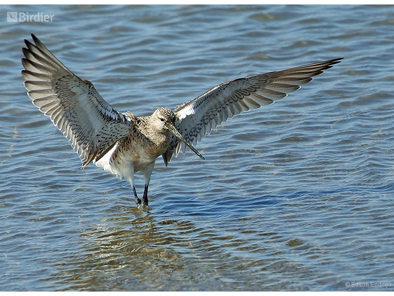 Bar-tailed Godwit