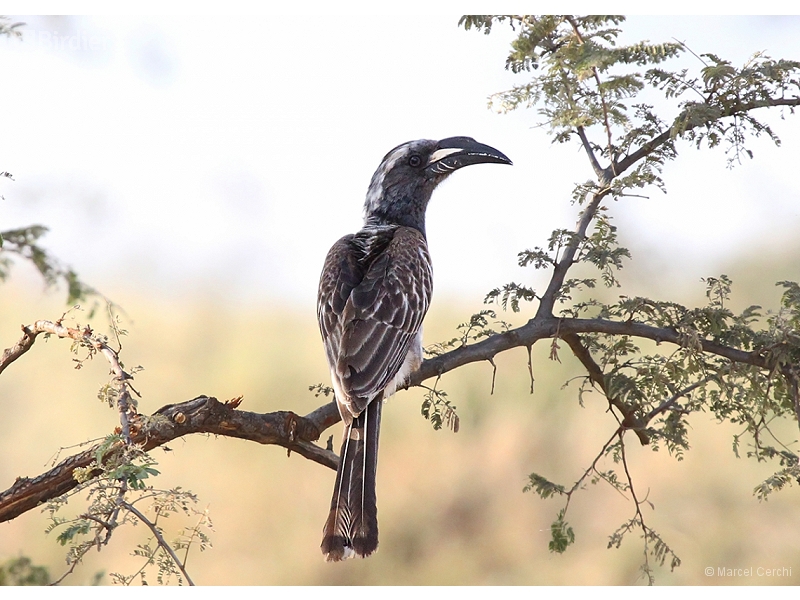 African Grey Hornbill