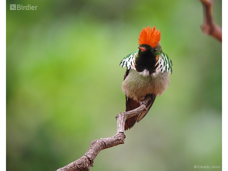 Frilled Coquette
