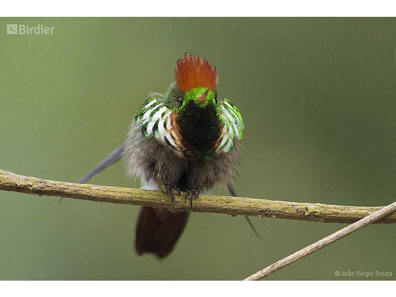 Frilled Coquette