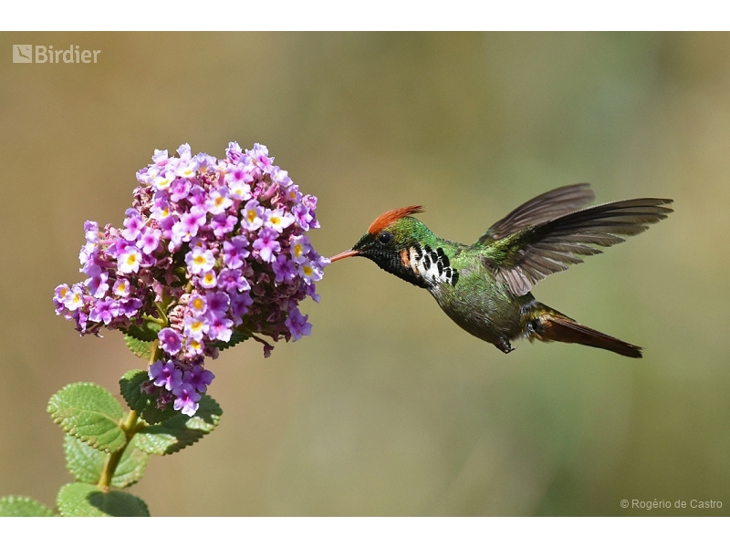 Frilled Coquette