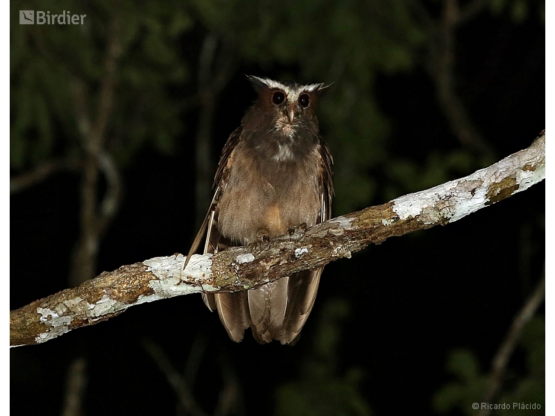 Crested Owl