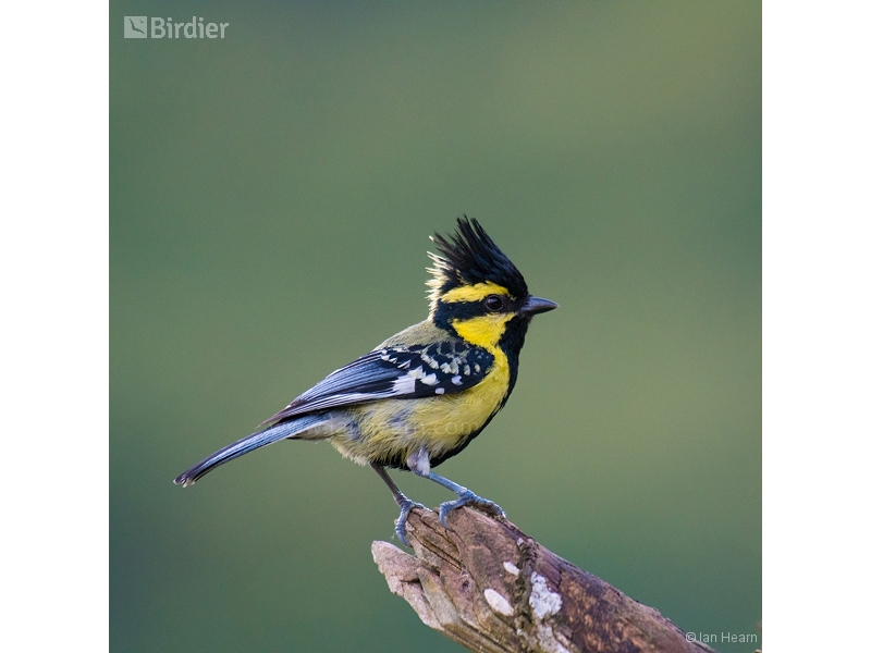Himalayan Black-lored Tit
