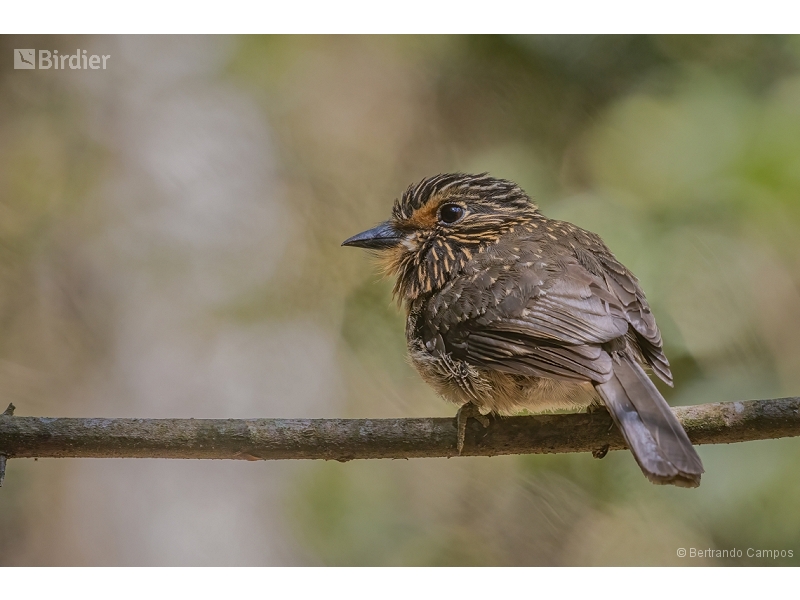 Crescent-chested Puffbird