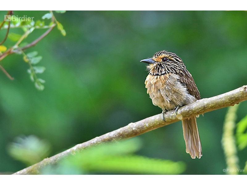 Crescent-chested Puffbird
