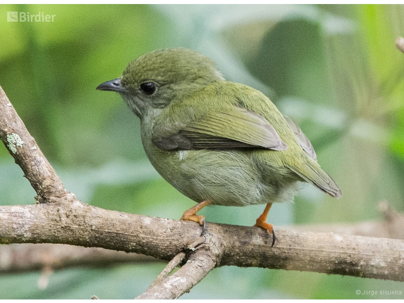 White-bearded Manakin