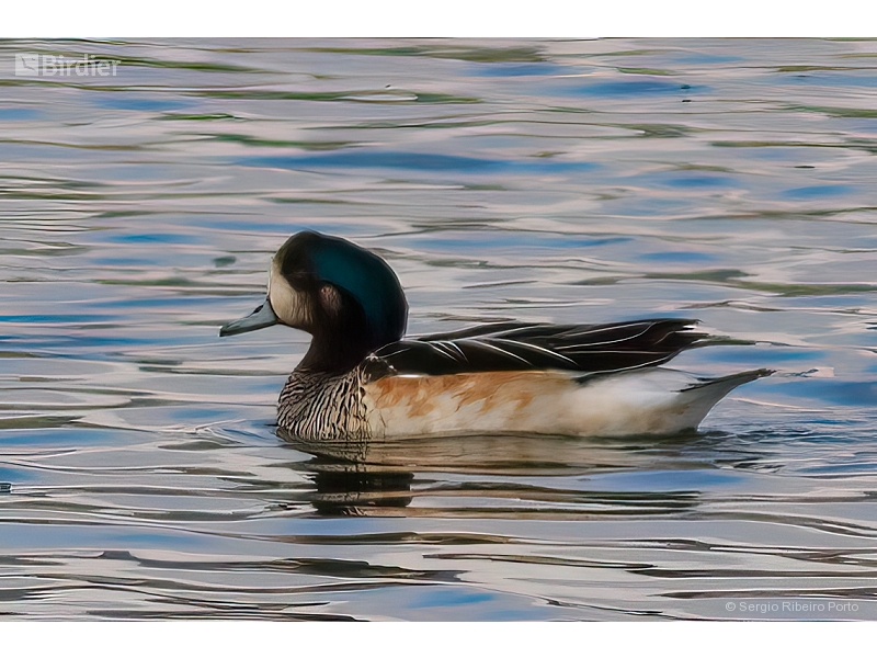 Chiloe Wigeon