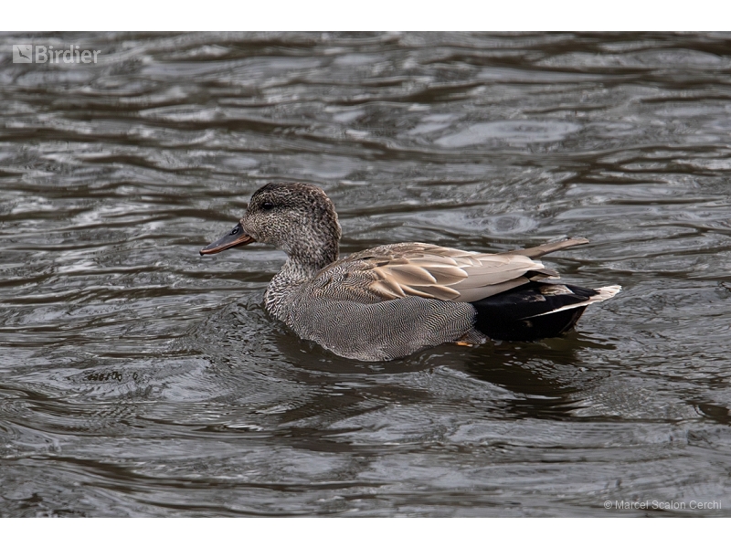 Gadwall