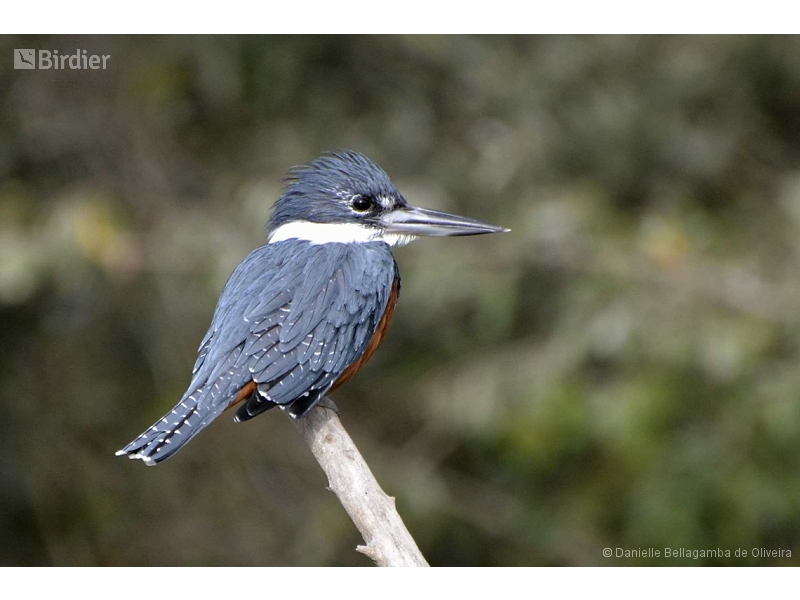 Ringed Kingfisher