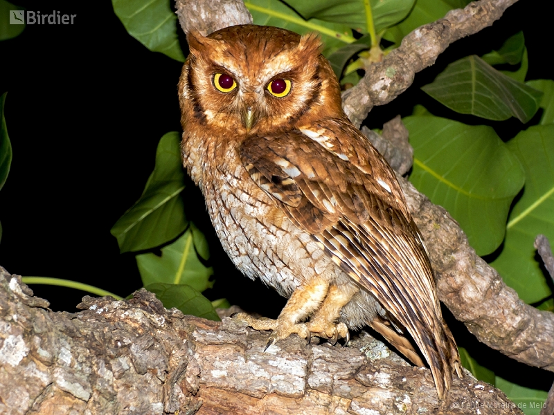 Tropical Screech Owl