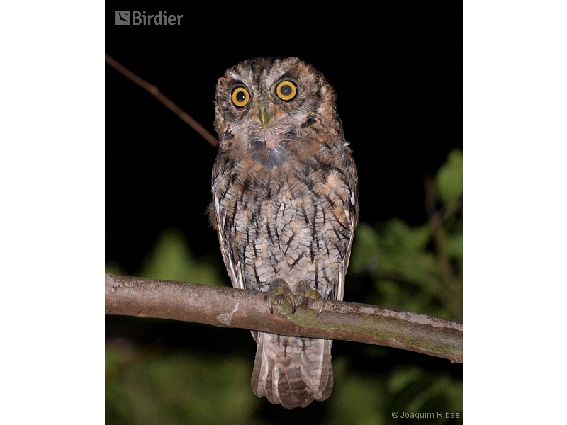Tropical Screech Owl