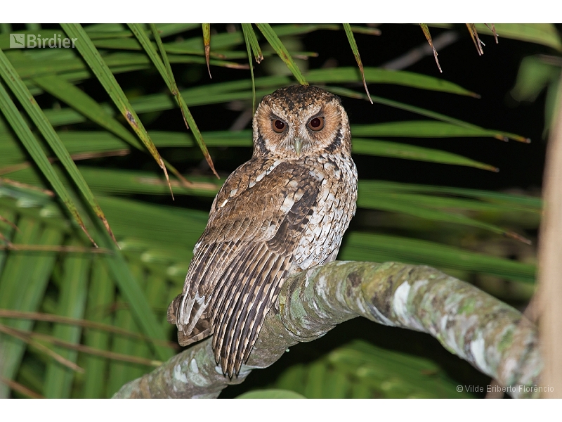 Long-tufted Screech Owl