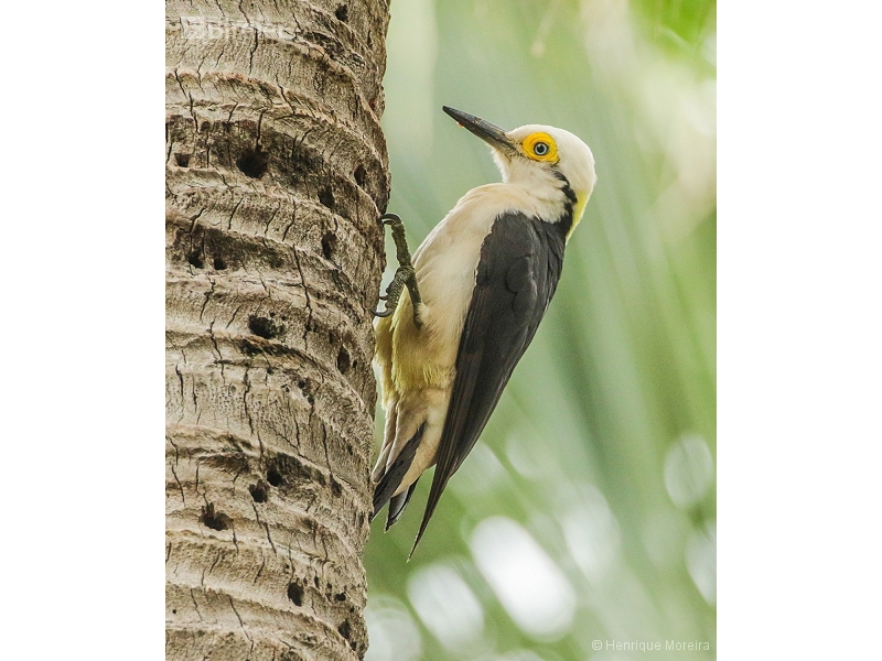 White Woodpecker