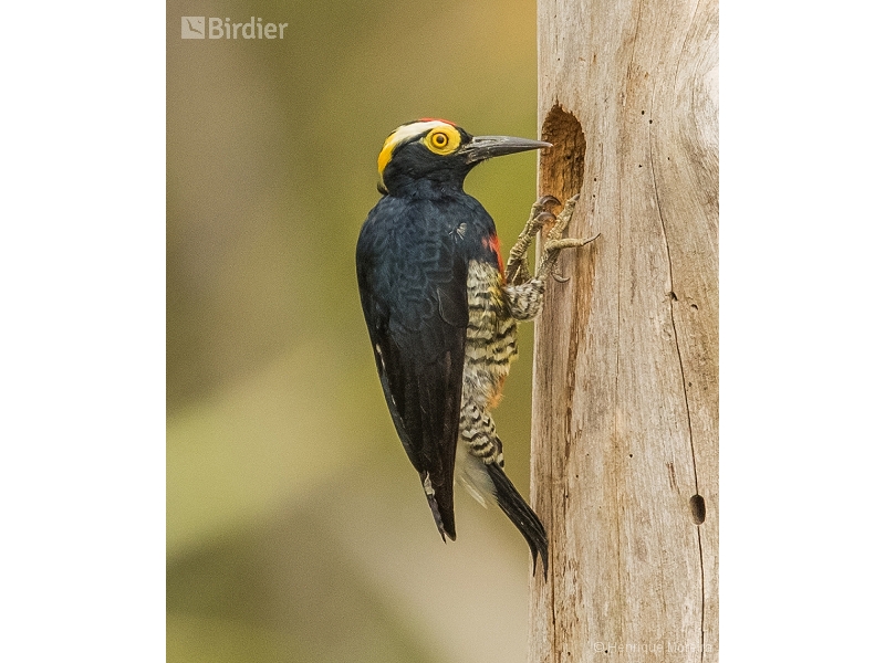 Yellow-tufted Woodpecker