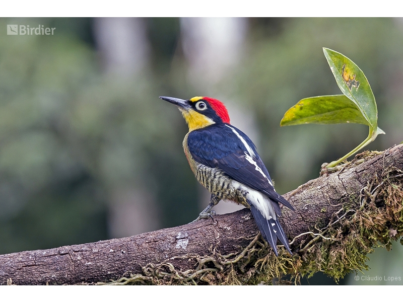 Yellow-fronted Woodpecker