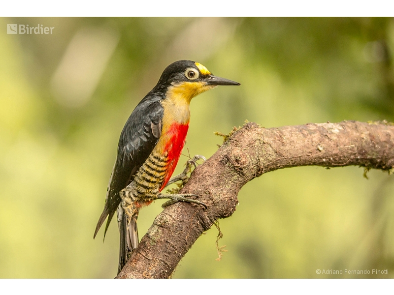 Yellow-fronted Woodpecker