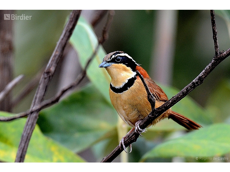 Collared Crescentchest