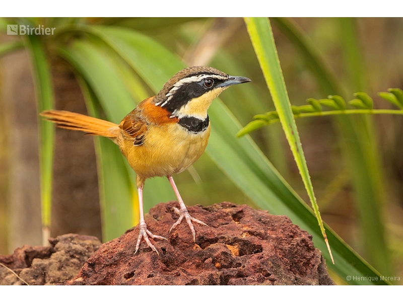 Collared Crescentchest