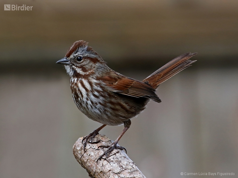 Song Sparrow