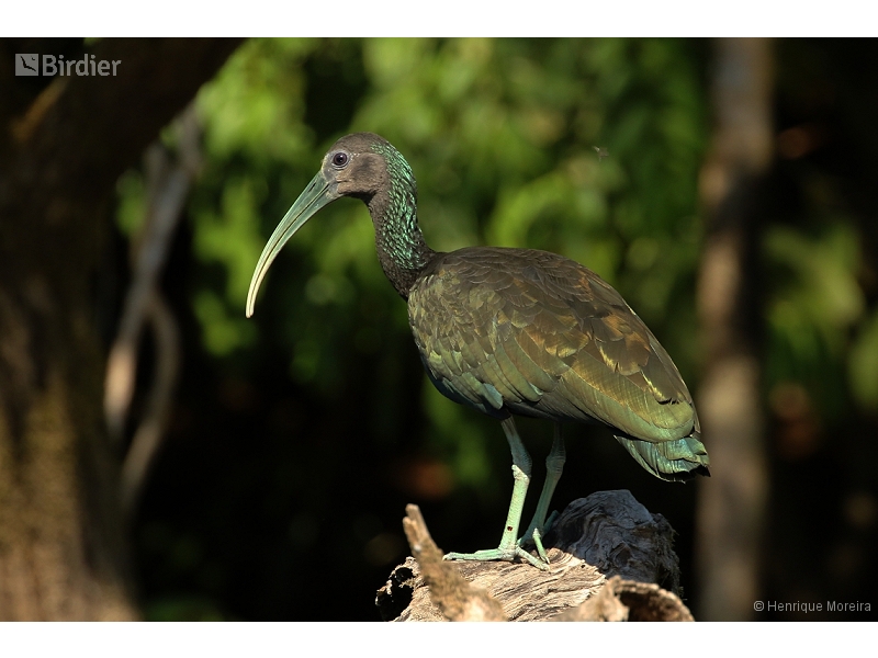 Green Ibis