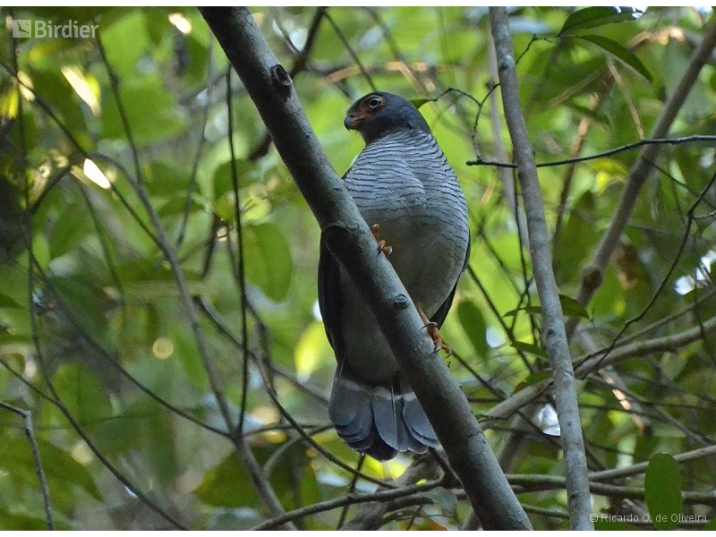 Cryptic Forest Falcon