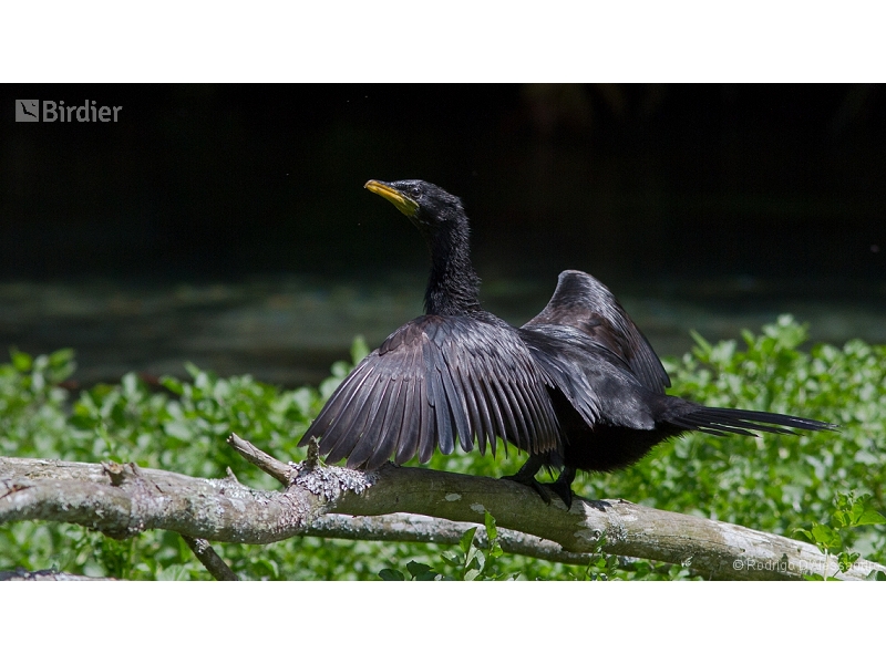 Little Pied Cormorant