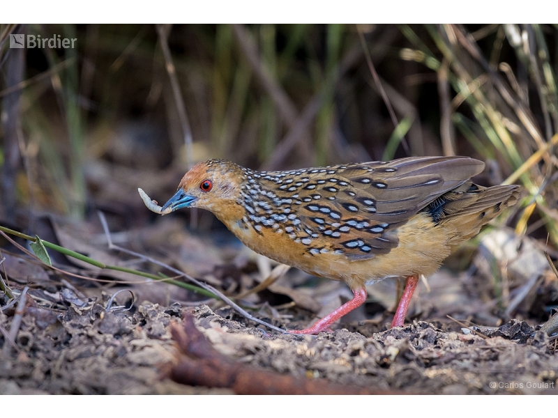 Ocellated Crake