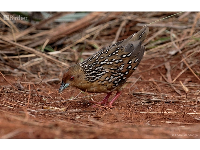 Ocellated Crake