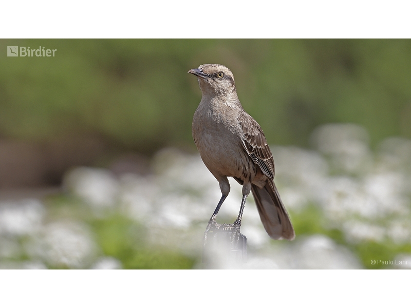 Chalk-browed Mockingbird