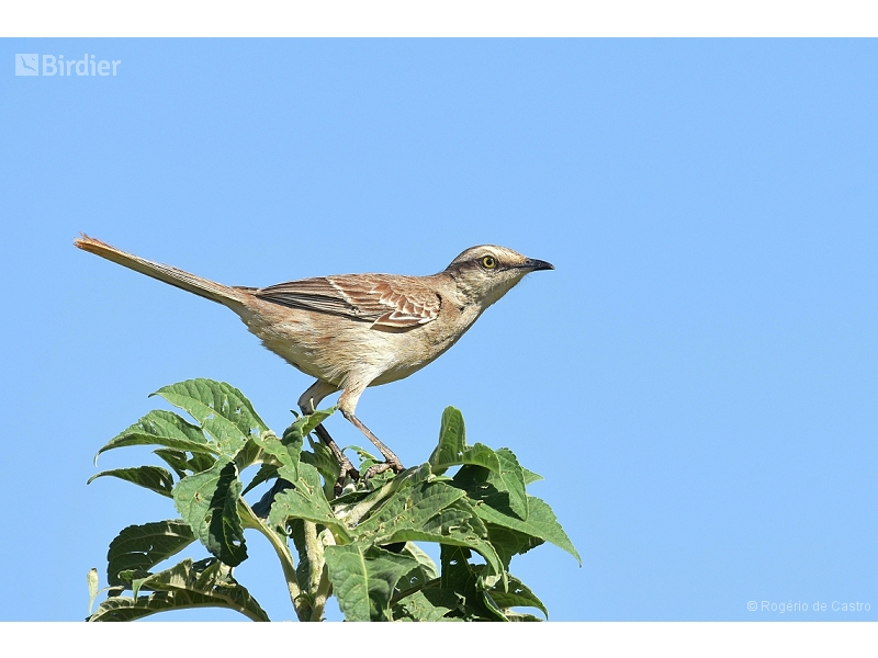 Chalk-browed Mockingbird