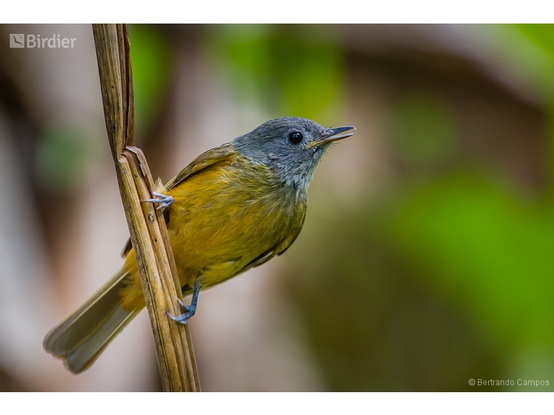Grey-hooded Flycatcher