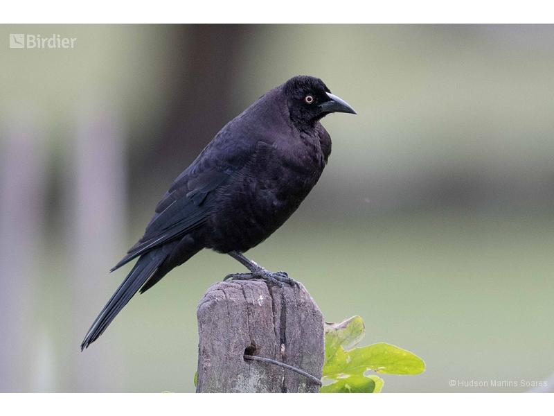 Giant Cowbird