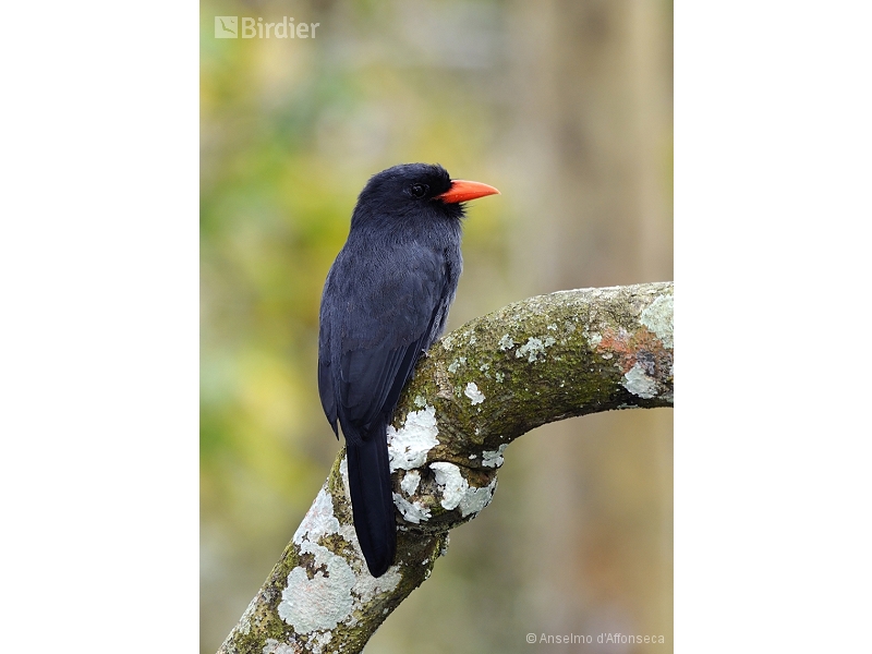 Black-fronted Nunbird