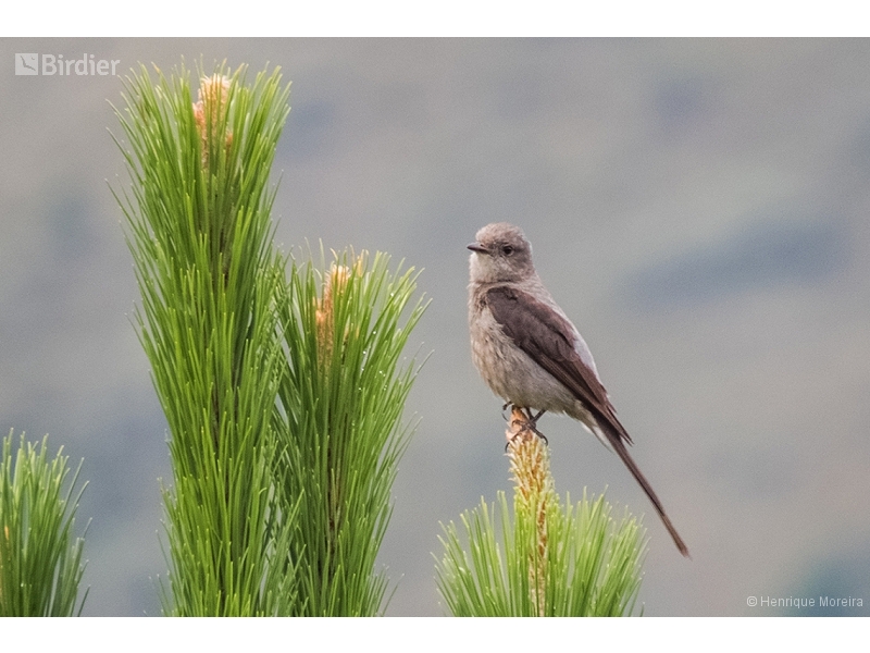 Shear-tailed Grey Tyrant