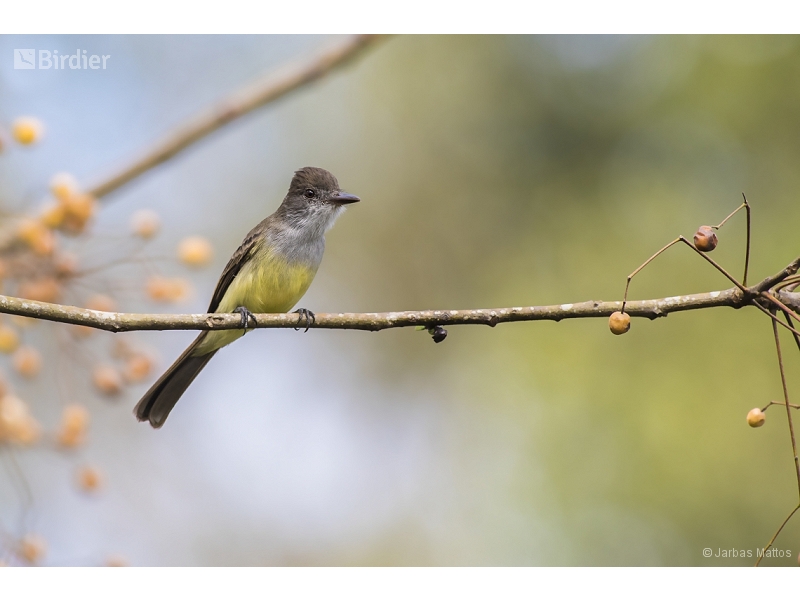 Short-crested Flycatcher
