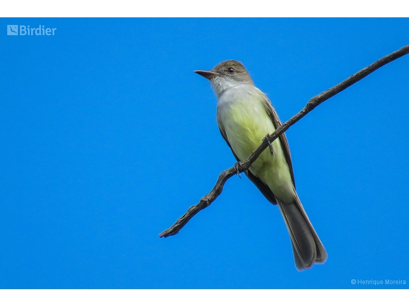 Short-crested Flycatcher