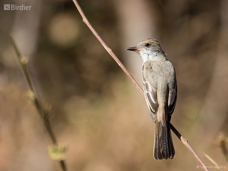 Short-crested Flycatcher