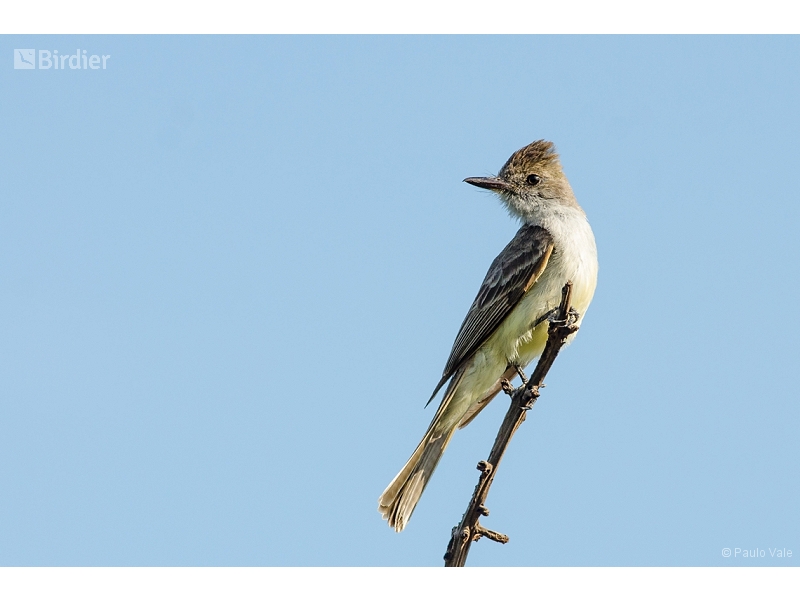 Swainson's Flycatcher