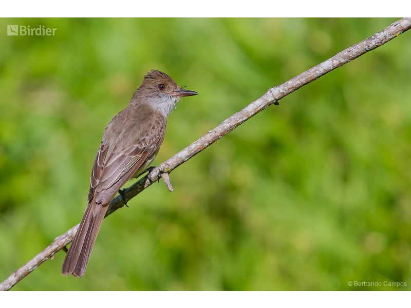 Swainson's Flycatcher
